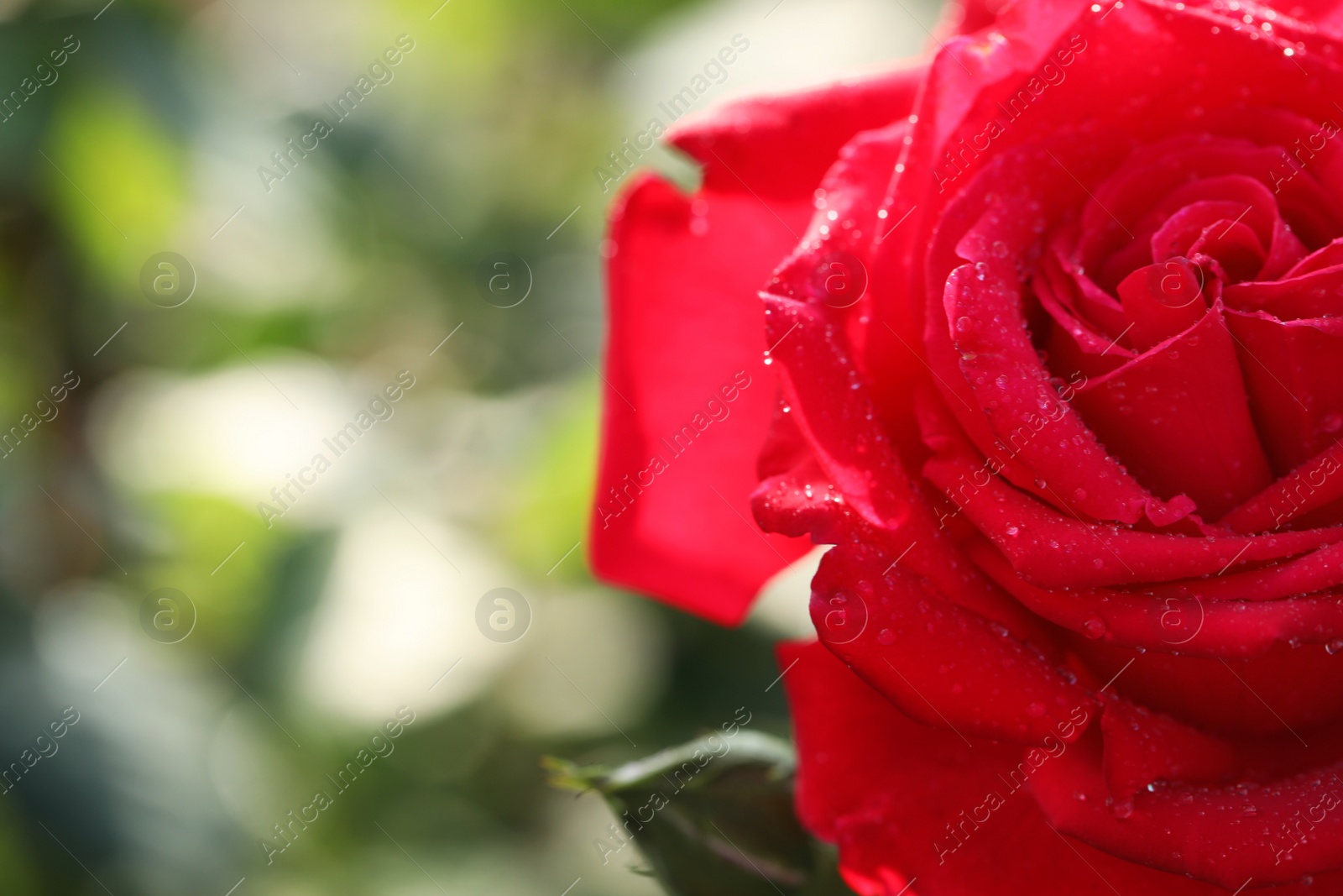 Photo of Closeup view of beautiful blooming rose against blurred background, space for text