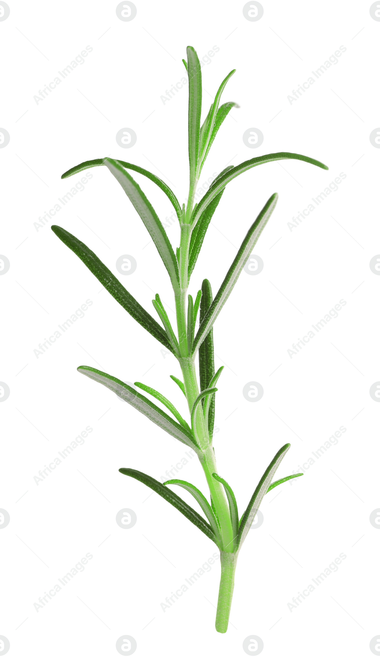 Photo of Sprig of fresh rosemary isolated on white