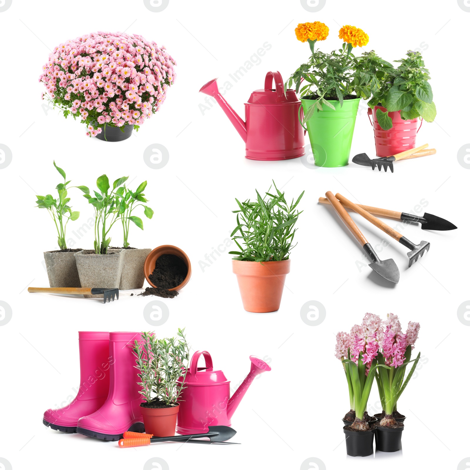 Image of Set with different gardening tools and plants on white background 