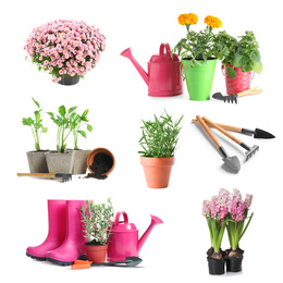 Set with different gardening tools and plants on white background 