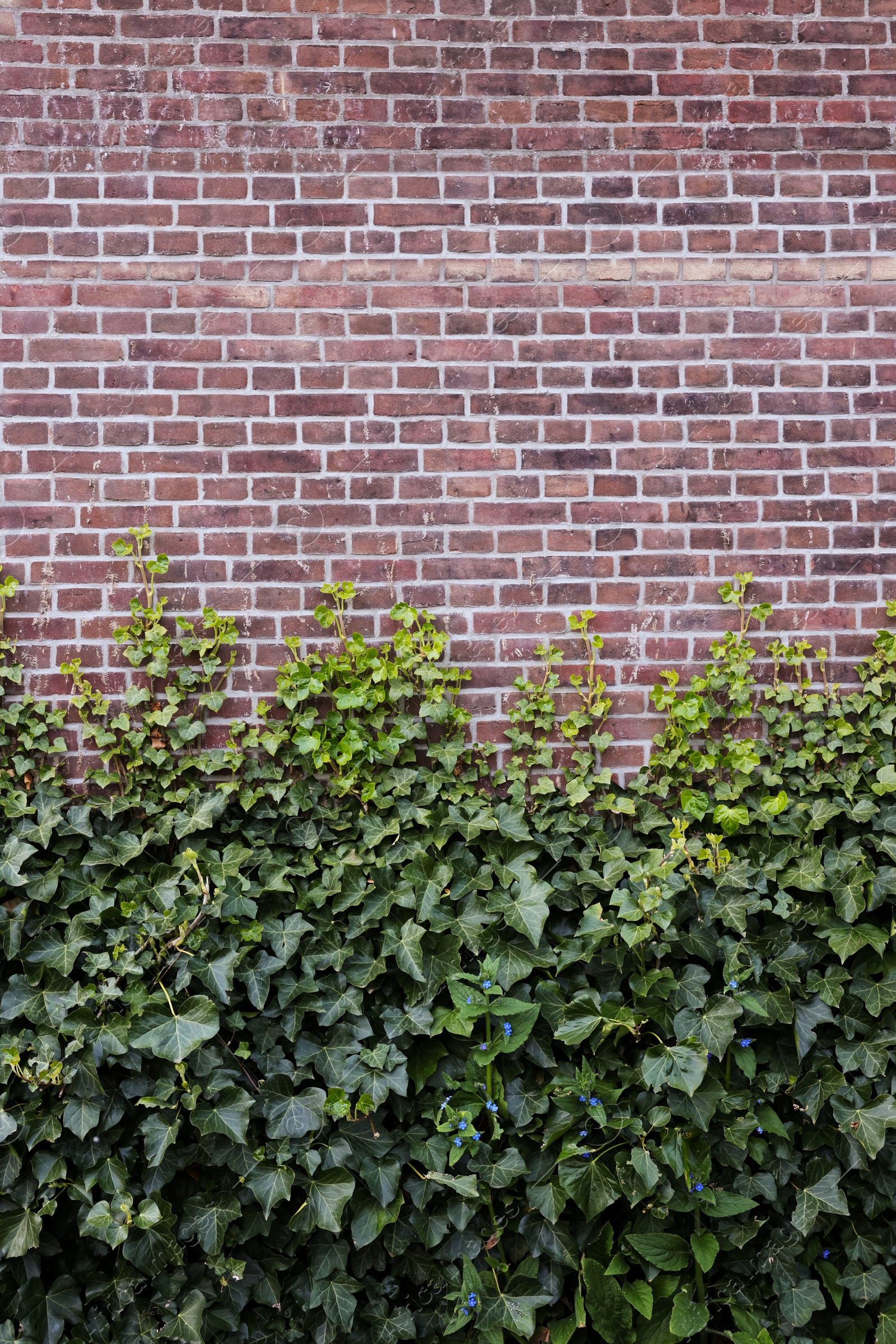 Photo of Brick wall covered with beautiful green ivy