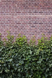 Brick wall covered with beautiful green ivy