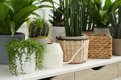 Photo of Many green potted houseplants on wooden table