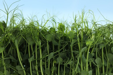 Photo of Fresh natural microgreen growing against sky outdoors, closeup