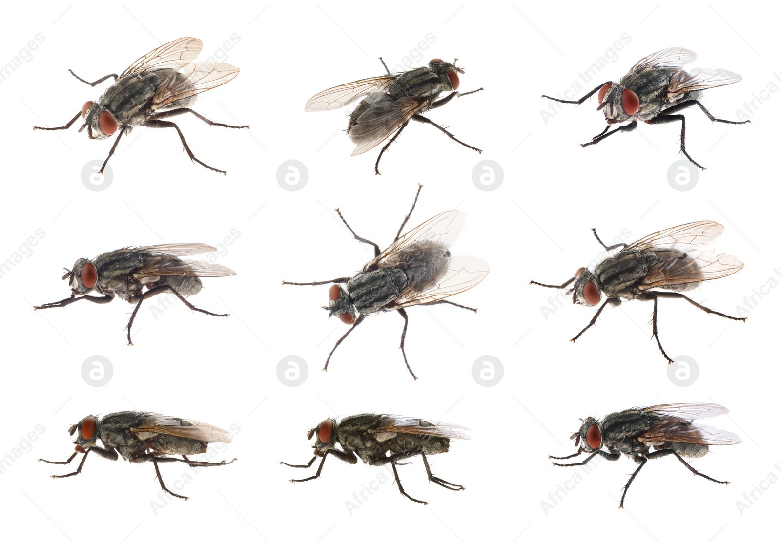 Image of Collage with common black flies on white background