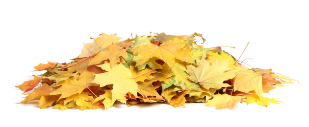 Photo of Pile of autumn leaves on white background