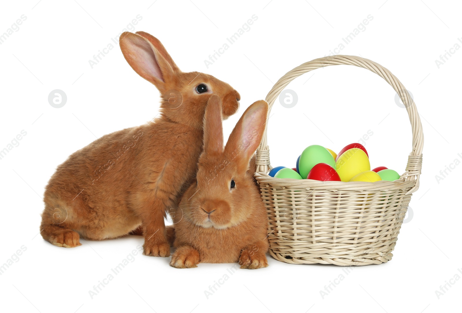 Photo of Adorable furry Easter bunnies near wicker basket with dyed eggs on white background