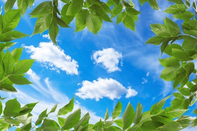 Beautiful blue sky with clouds, view through vibrant green leaves
