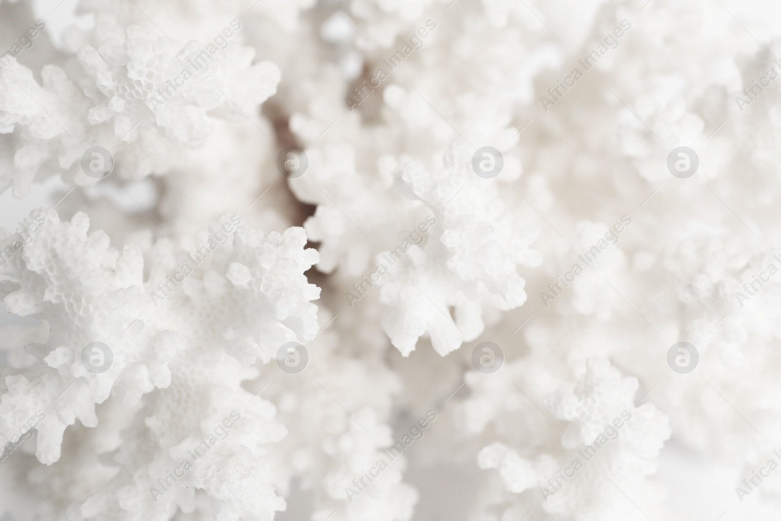 Image of Beautiful exotic sea coral as background, closeup