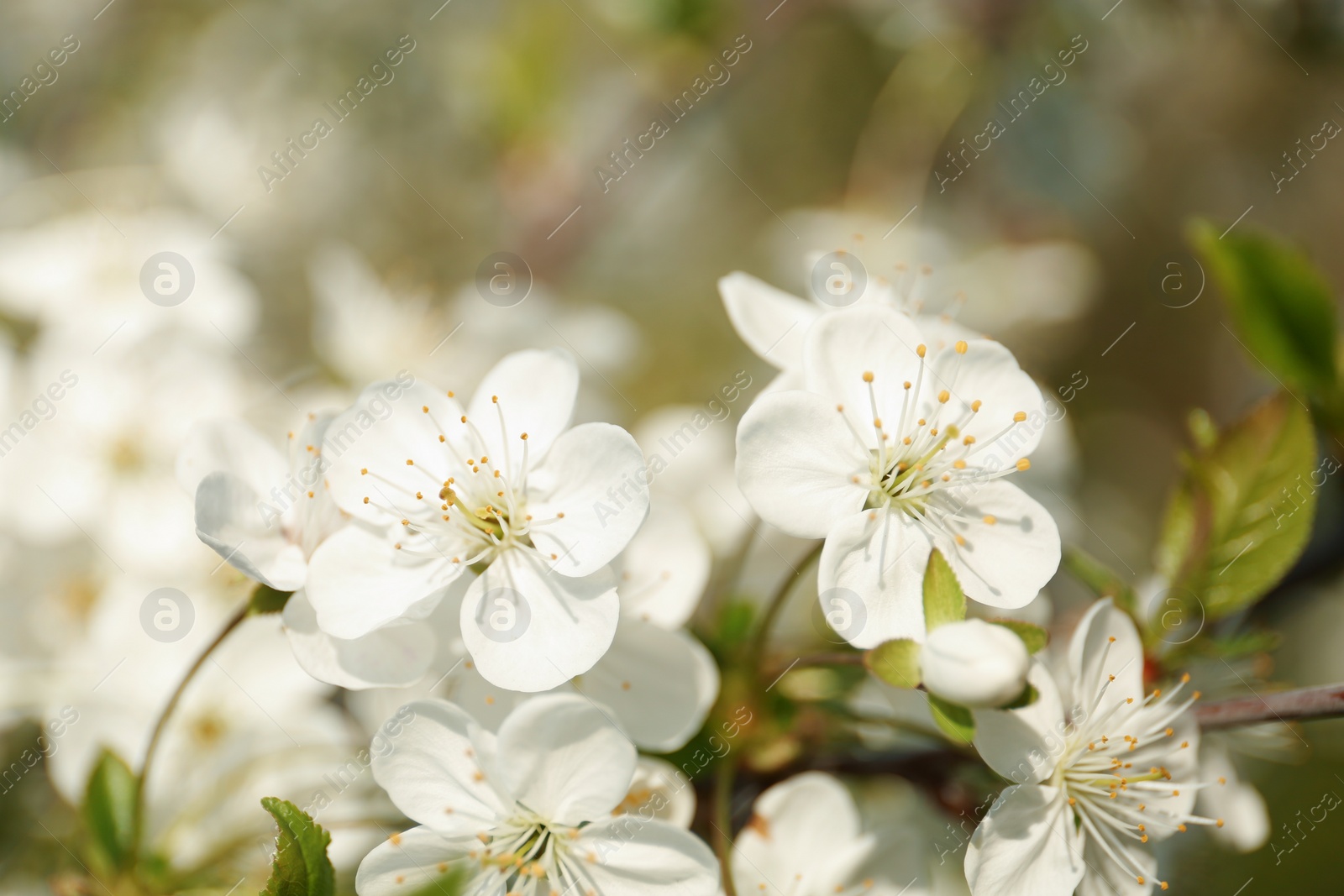 Photo of Blossoming cherry tree, closeup