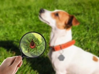 Cute dog outdoors and woman showing tick with magnifying glass, selective focus. Illustration