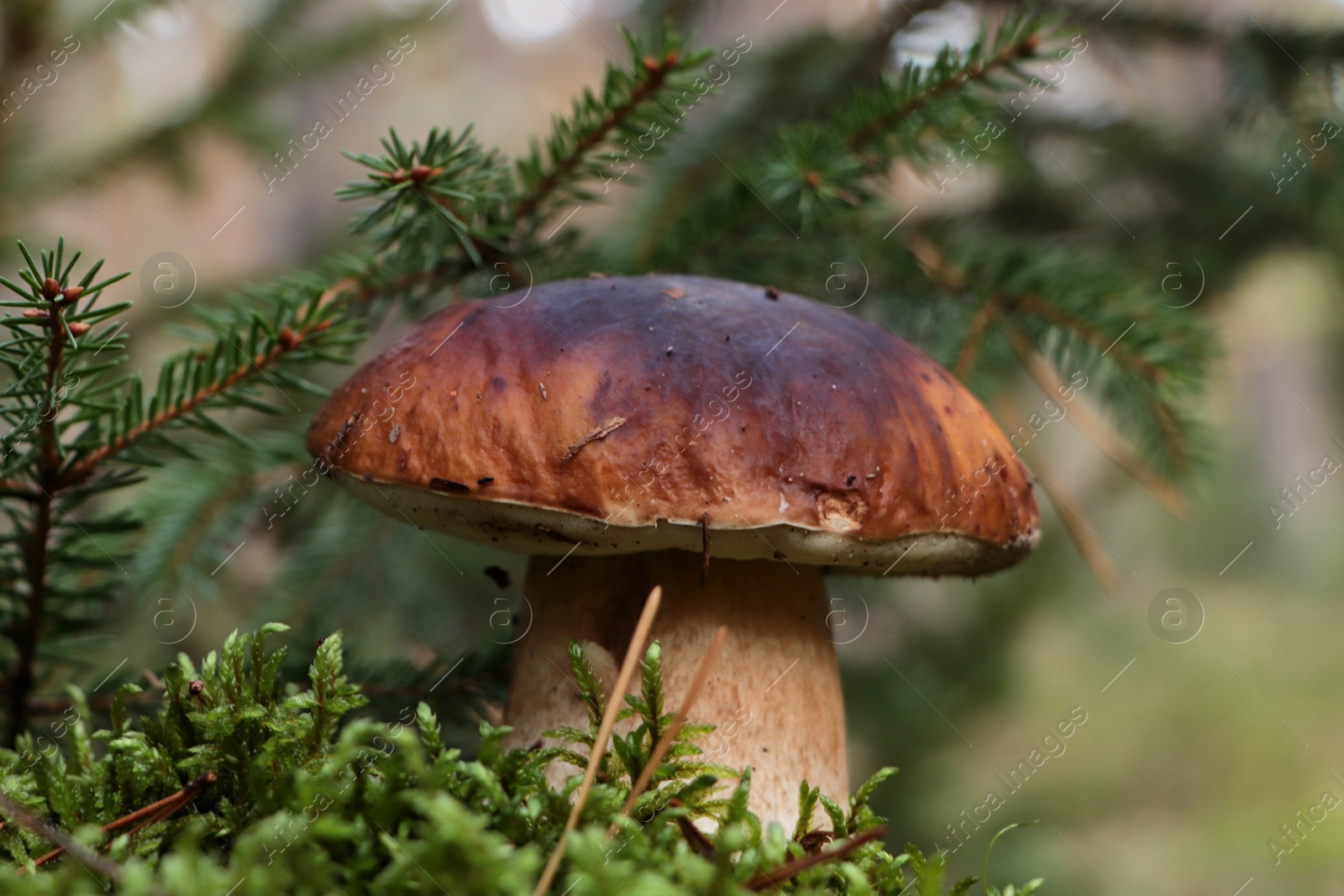 Photo of Beautiful porcini mushroom growing in forest near spruce tree, closeup