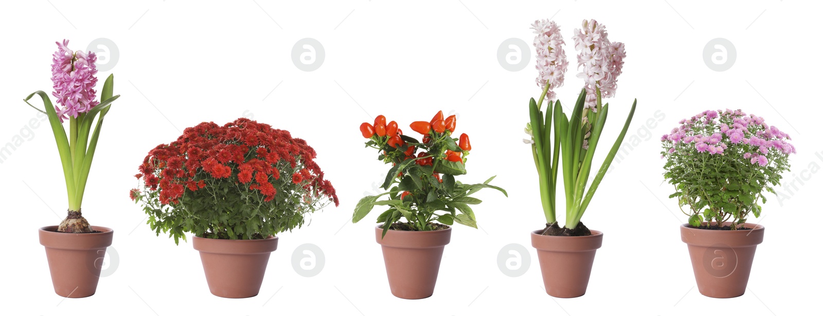 Image of Set of blooming plants in flower pots on white background. Banner design