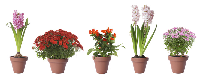 Set of blooming plants in flower pots on white background. Banner design