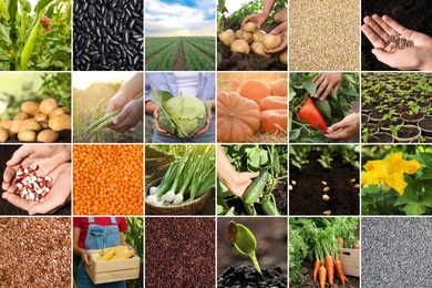 Image of Collage with different photos of vegetables, legumes and seeds. Vegan lifestyle