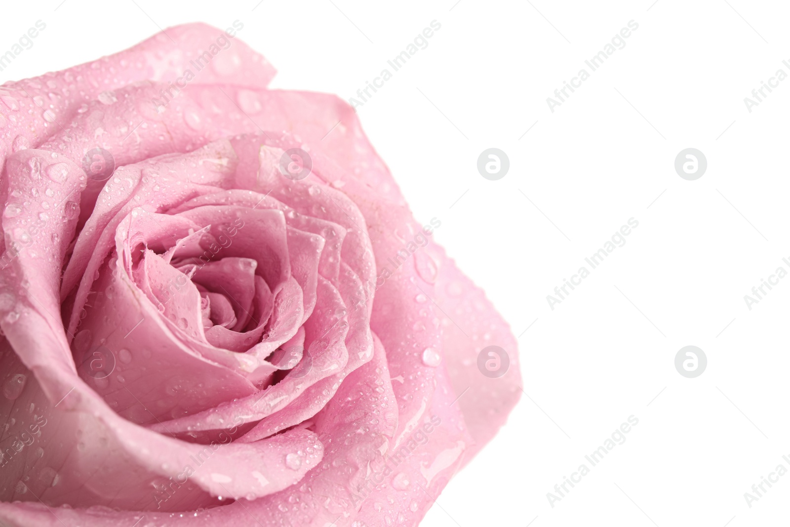 Photo of Beautiful pink rose flower with water drops on white background, closeup