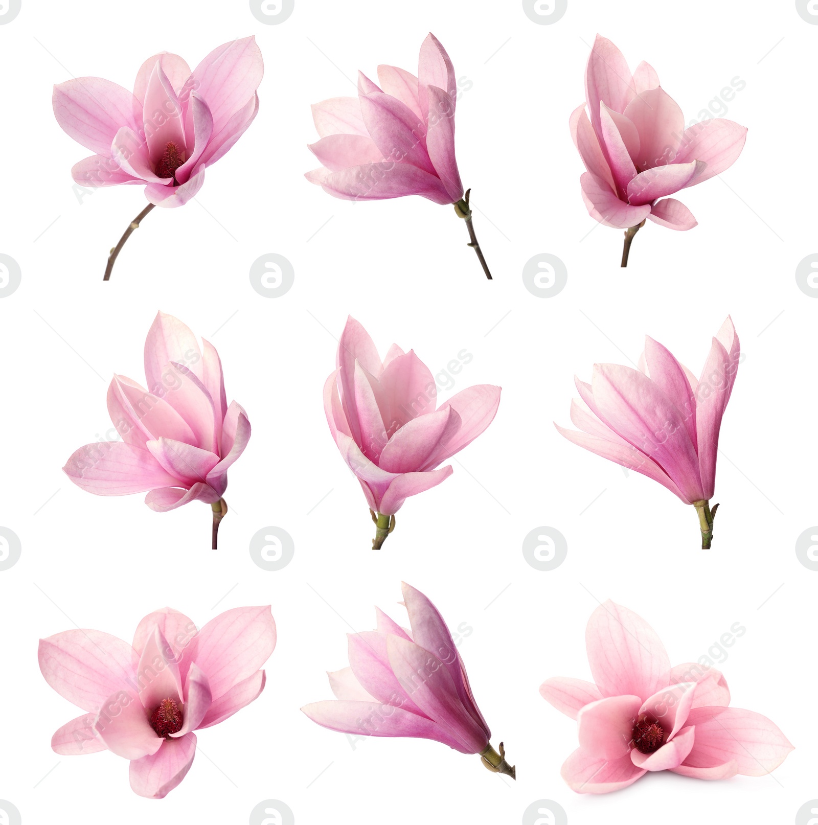 Image of Set with beautiful magnolia flowers on white background