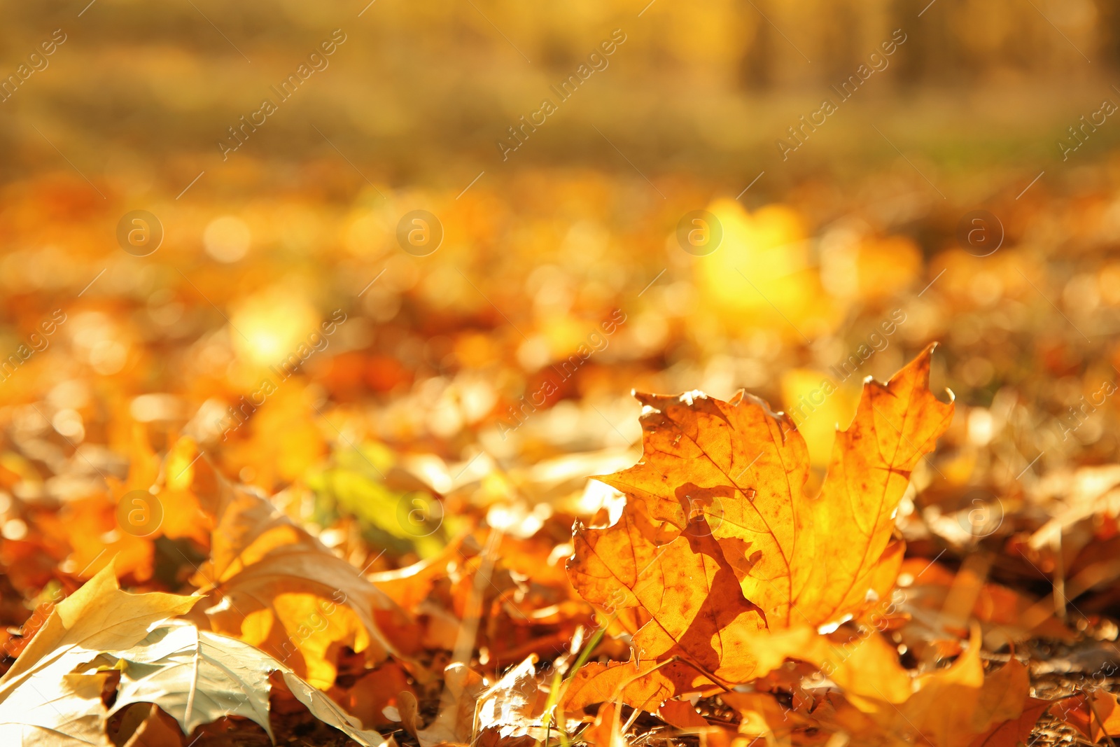 Photo of Autumn leaves on ground in beautiful park