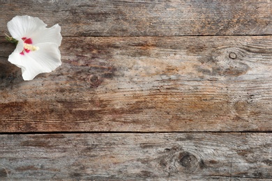 Photo of Beautiful tropical Hibiscus flower on wooden background with space for design, top view