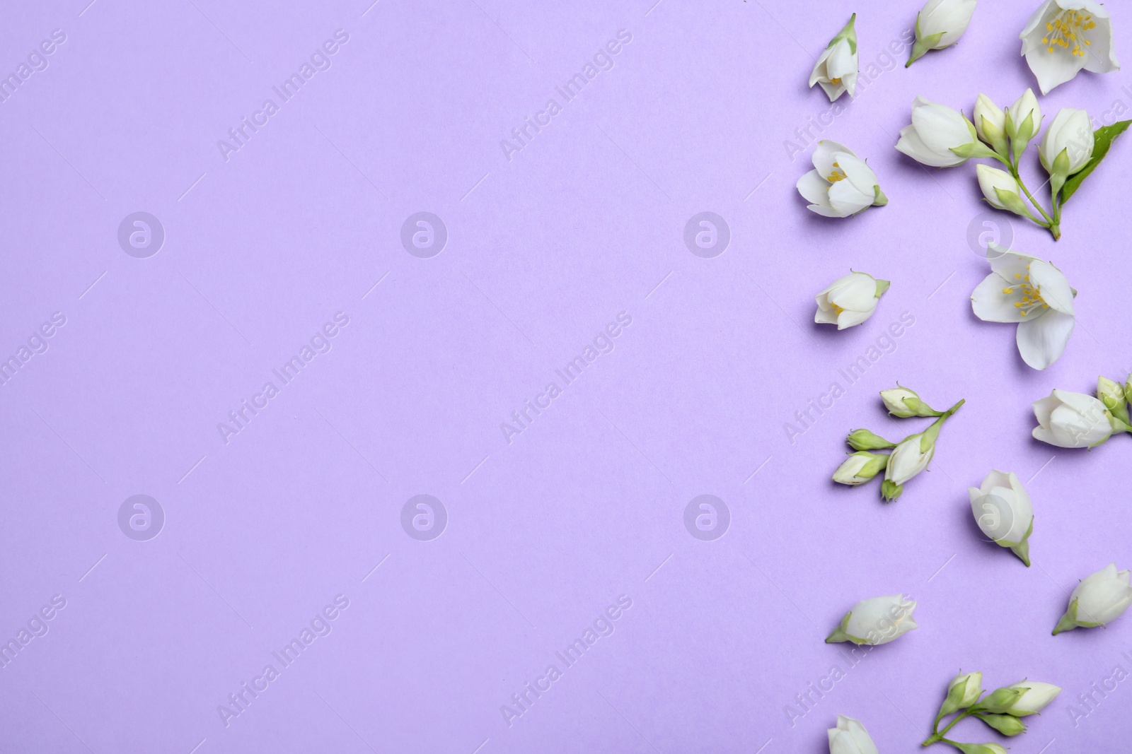 Photo of Flat lay composition with beautiful jasmine flowers on lilac background. Space for text