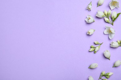 Photo of Flat lay composition with beautiful jasmine flowers on lilac background. Space for text