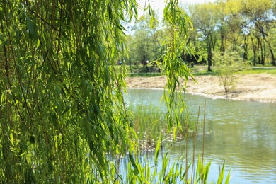 Beautiful willow tree with green leaves growing near lake on sunny day, space for text