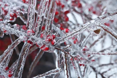 Photo of Tree with red berries in ice glaze outdoors on winter day, closeup