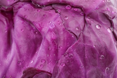 Photo of Ripe red cabbage as background, closeup view
