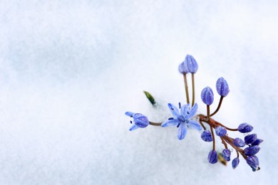 Photo of Beautiful lilac alpine squill flowers growing through 
snow outdoors, top view. Space for text