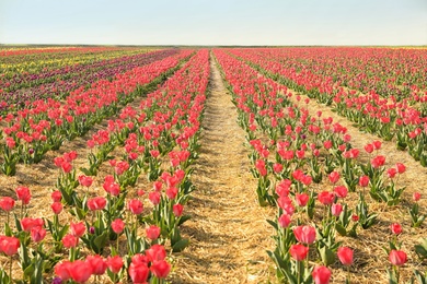 Field with fresh beautiful tulips. Blooming spring flowers