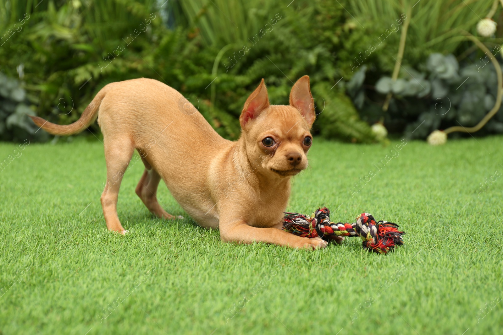 Photo of Cute Chihuahua puppy playing with toy on green grass outdoors. Baby animal