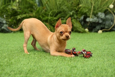 Photo of Cute Chihuahua puppy playing with toy on green grass outdoors. Baby animal