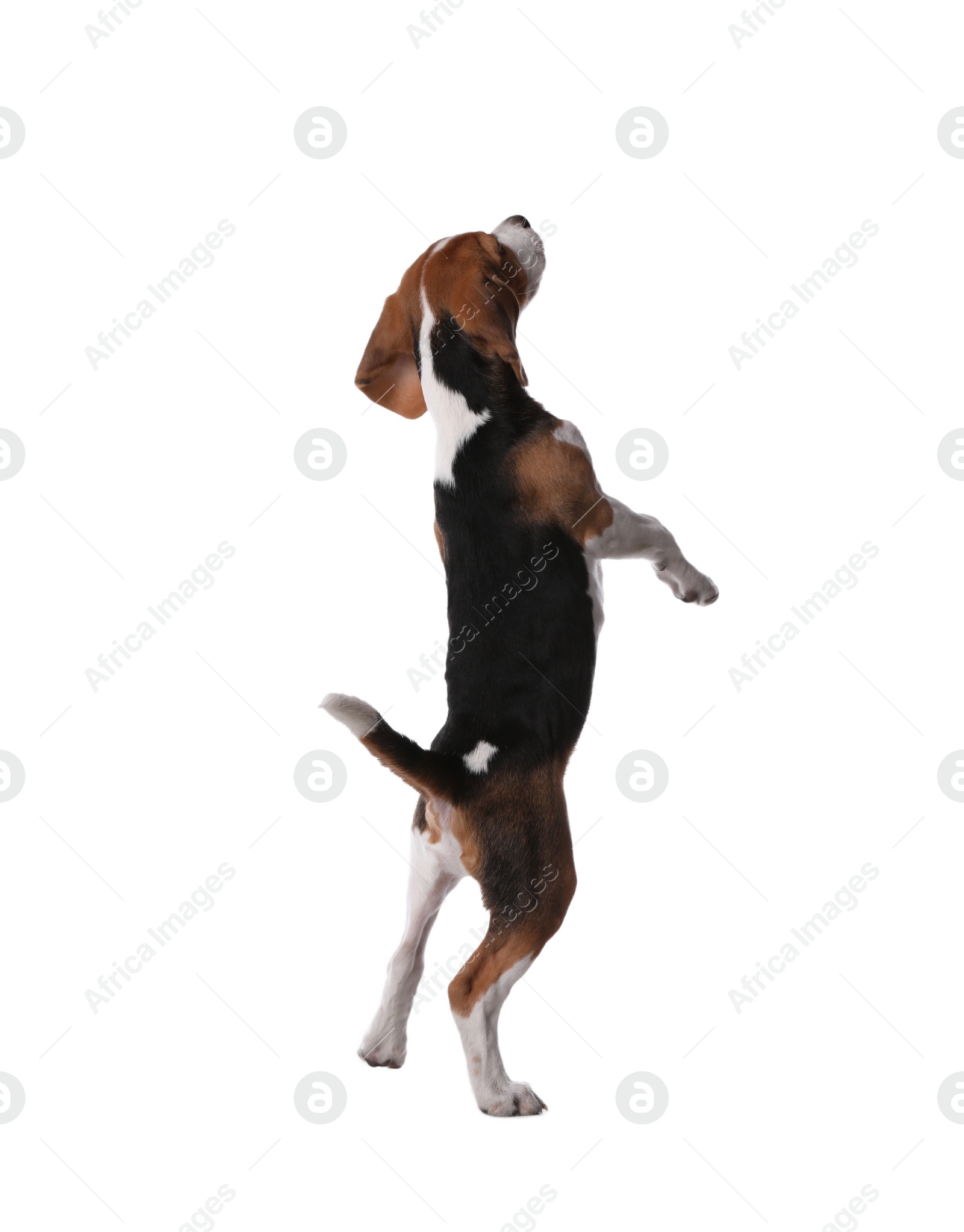 Photo of Cute Beagle puppy on white background. Adorable pet