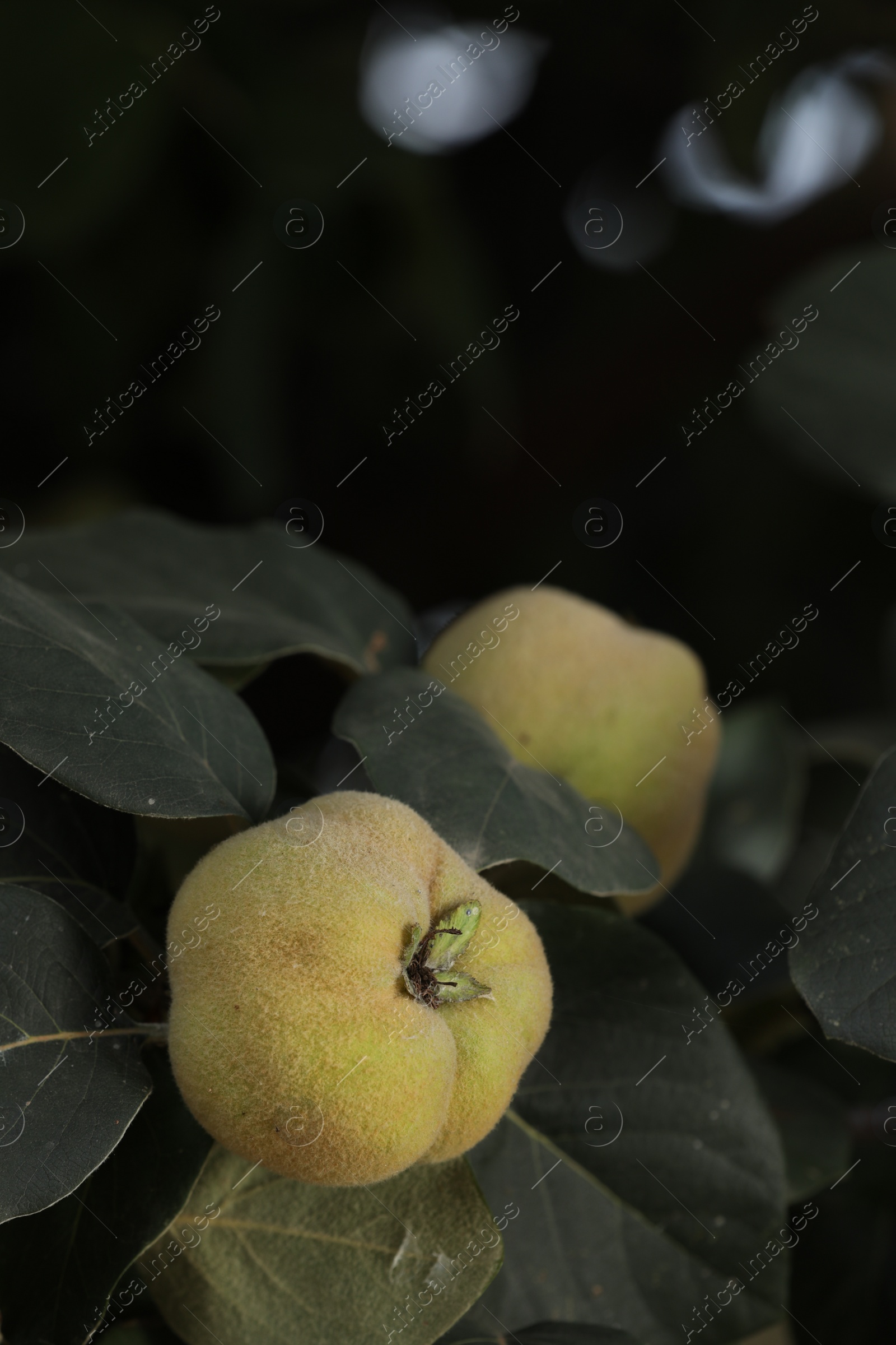 Photo of Closeup view of quince tree with ripening fruit outdoors