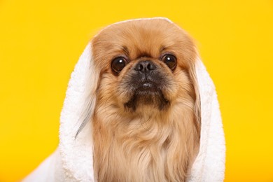 Photo of Cute Pekingese dog with towel on yellow background. Pet hygiene