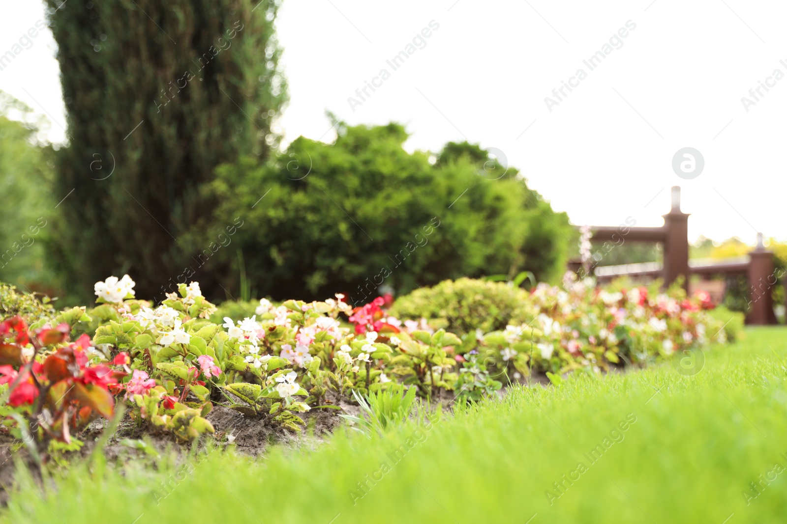 Photo of Picturesque landscape with beautiful green lawn on sunny day. Gardening idea