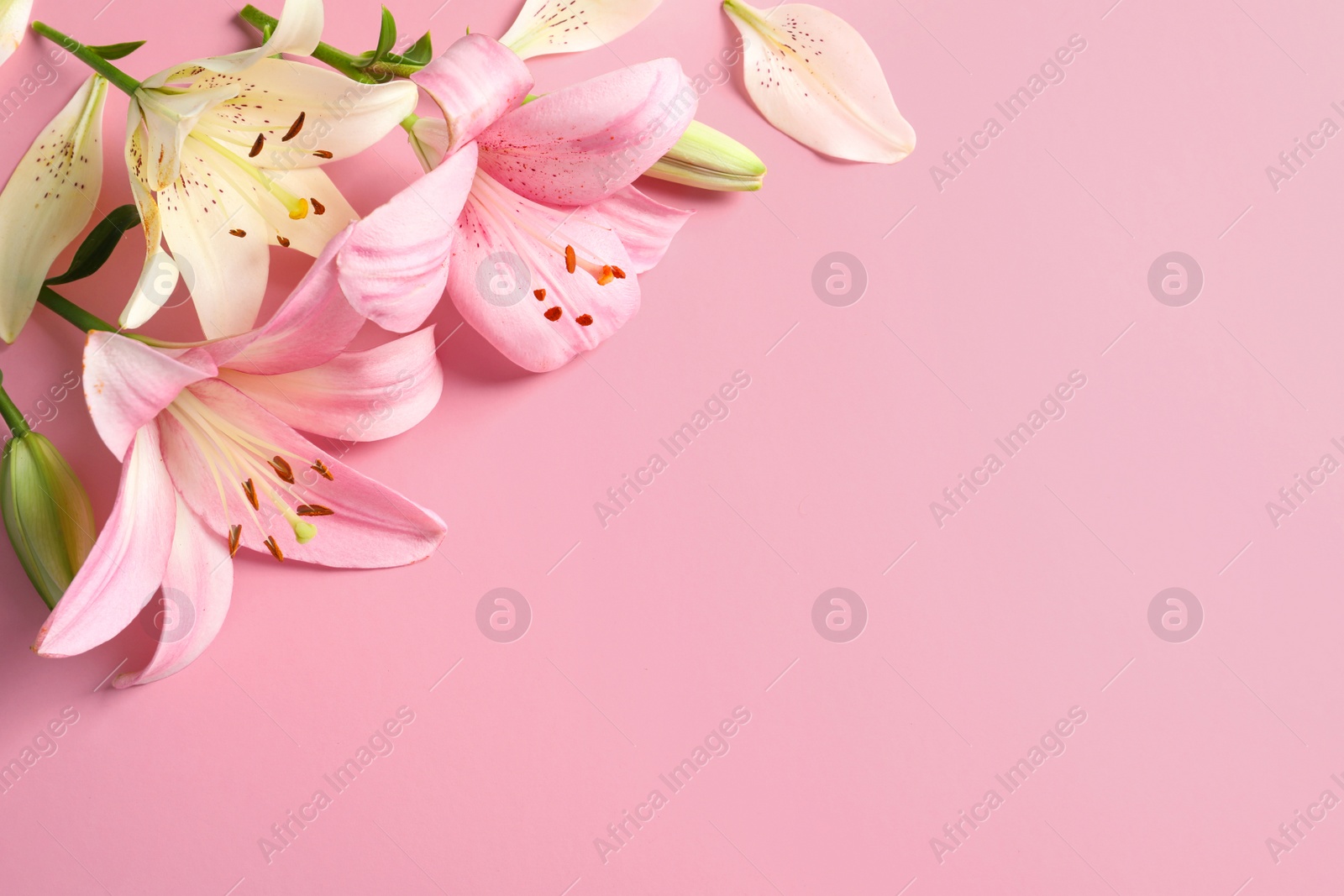 Photo of Flat lay composition with beautiful blooming lily flowers on color background