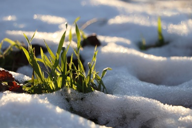 Photo of Beautiful green grass growing through snow. First spring plant