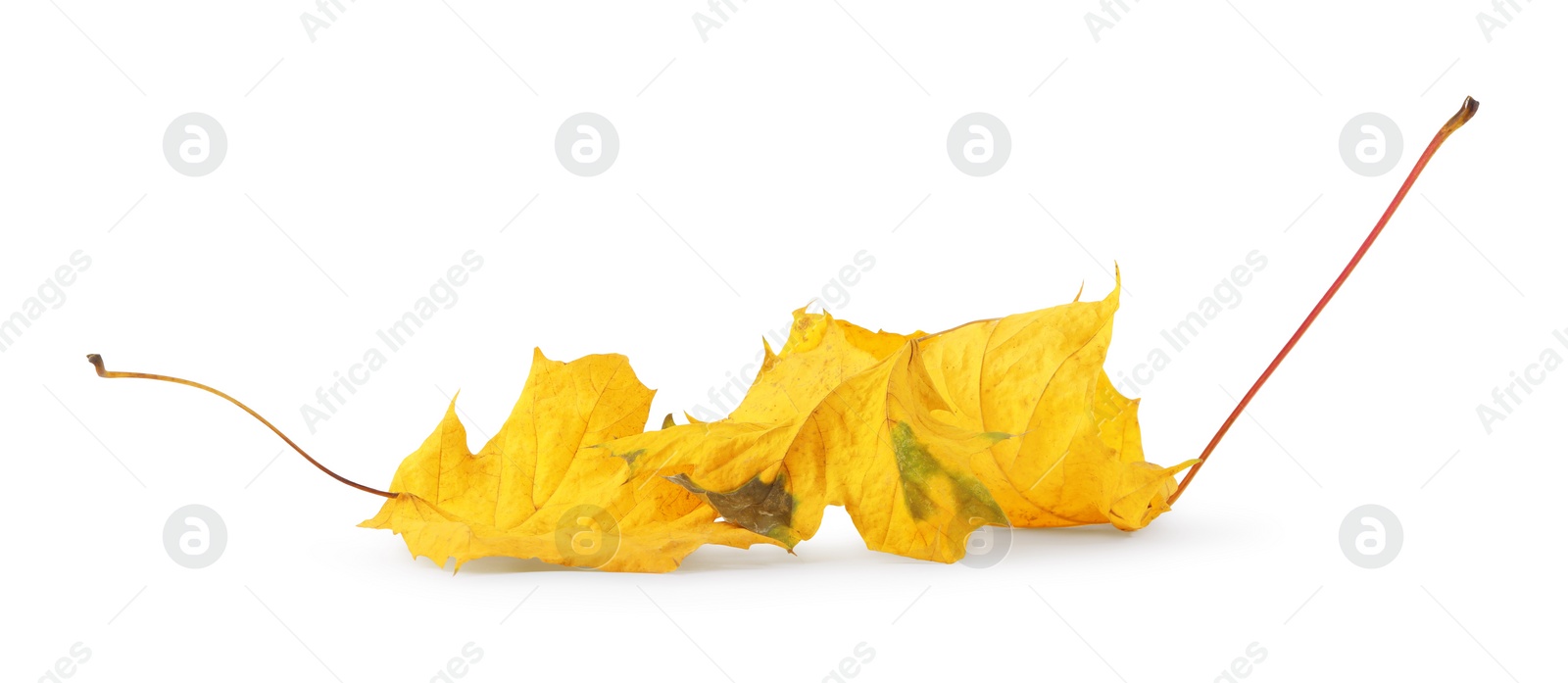 Photo of Autumn season. Beautiful maple leaves isolated on white