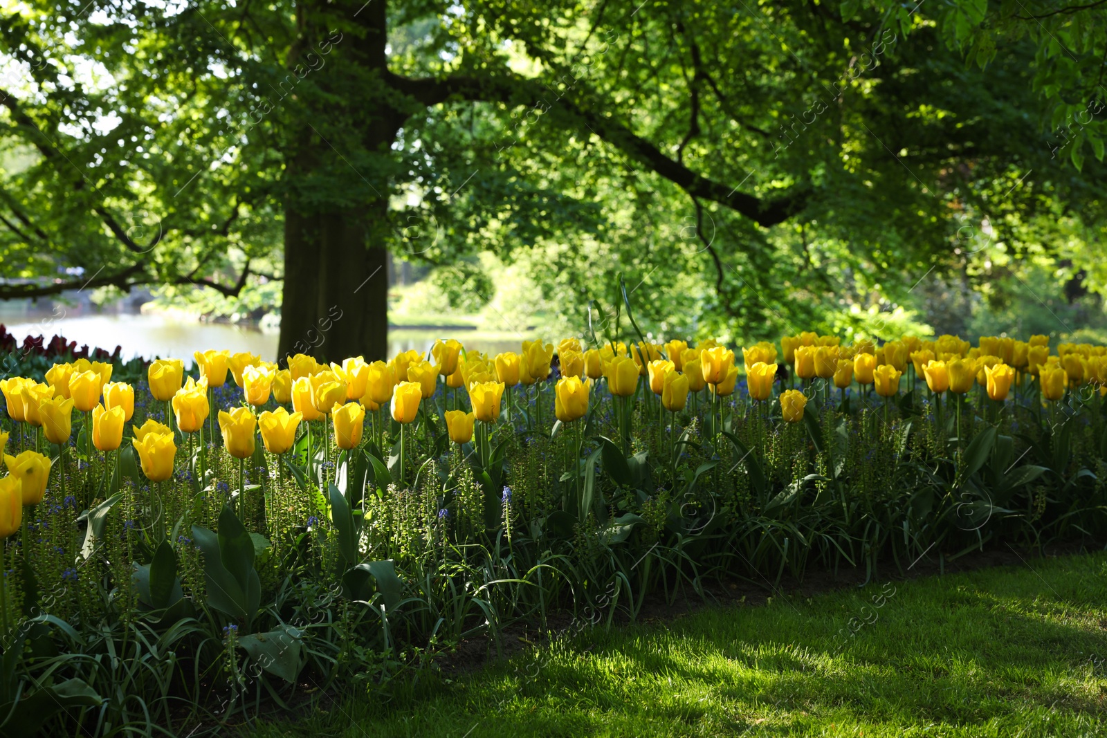 Photo of Many beautiful tulip flowers growing in park. Spring season