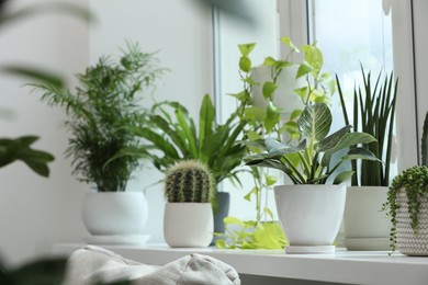 Many beautiful potted houseplants on windowsill indoors