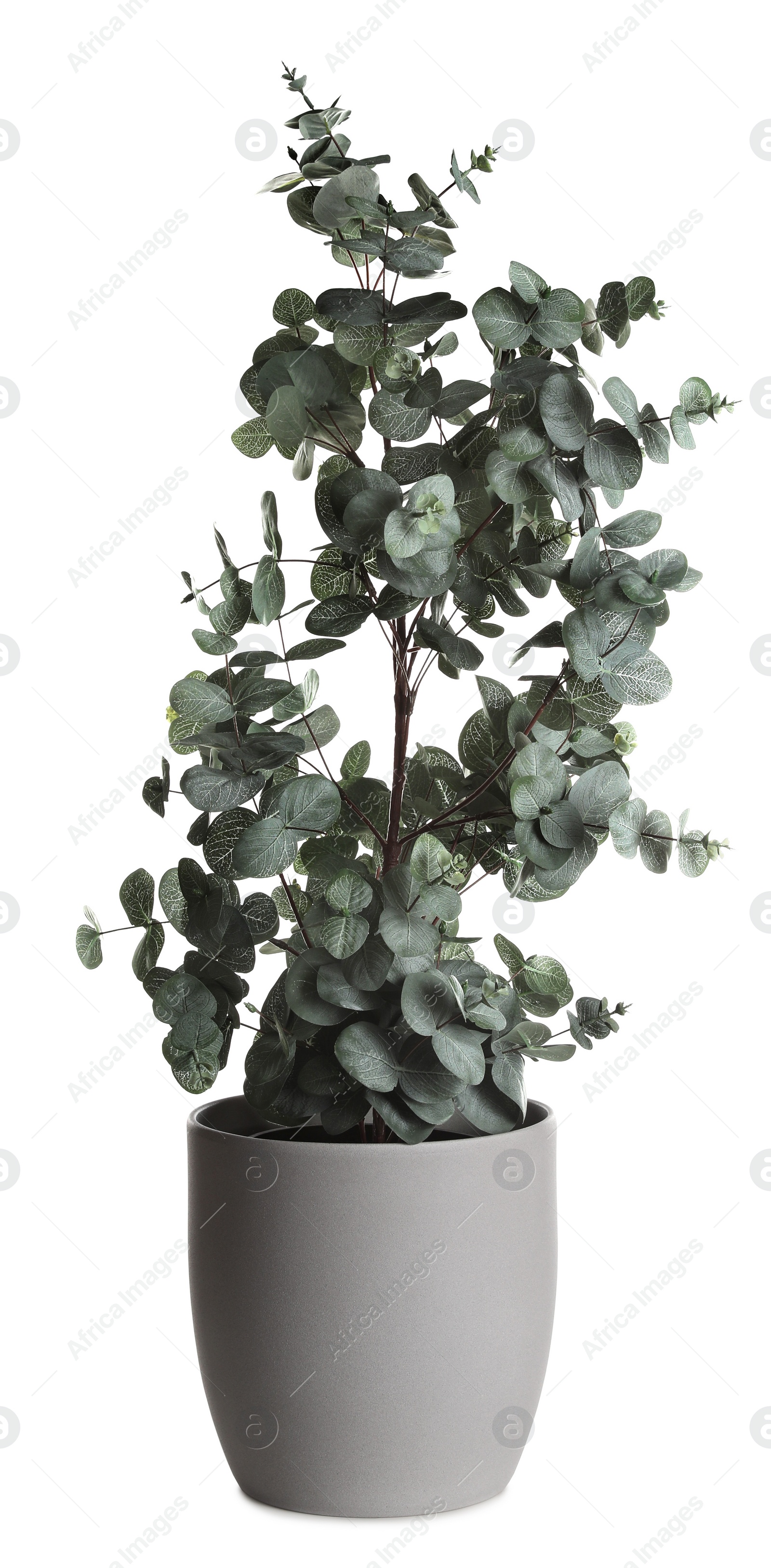 Photo of Pot with eucalyptus isolated on white. Home decor