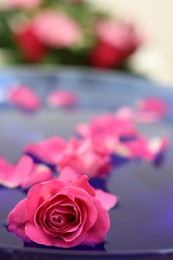 Photo of Pink rose and petals in bowl with water on blurred background, closeup