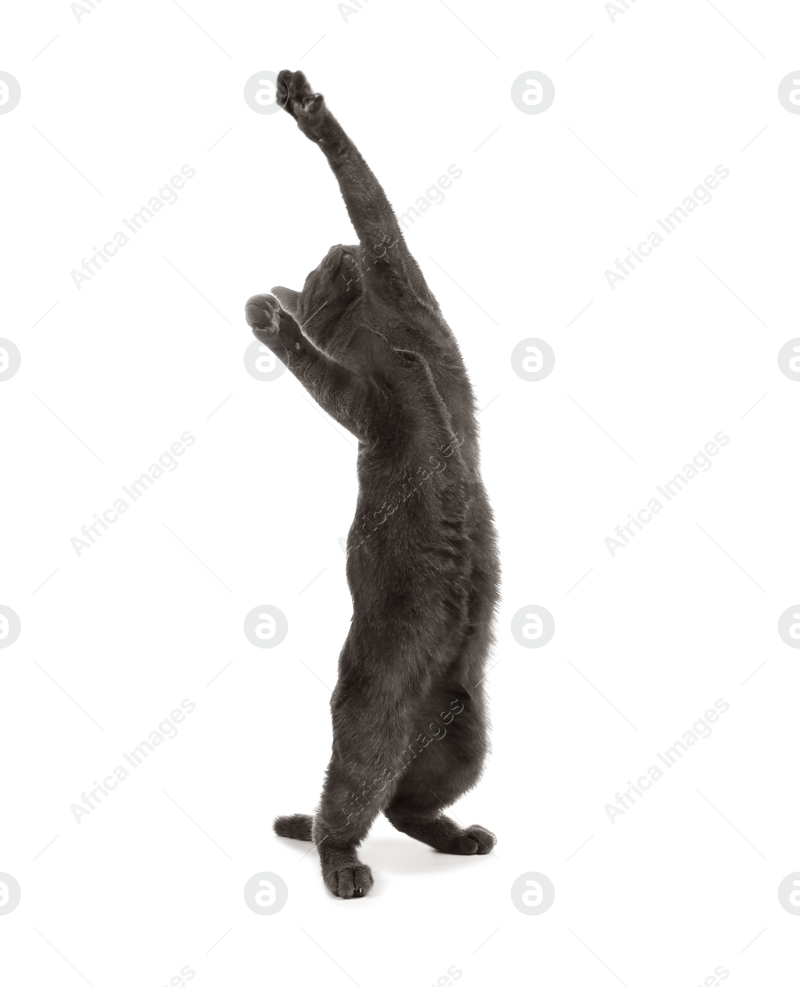 Photo of Adorable grey British Shorthair cat on white background