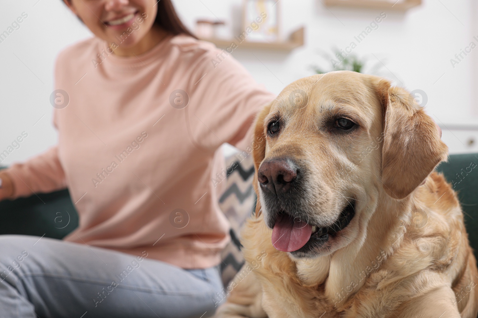 Photo of Cute Labrador Retriever and happy woman on sofa at home, closeup