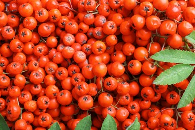 Photo of Top view of many red rowan berries with green leaves as background, closeup