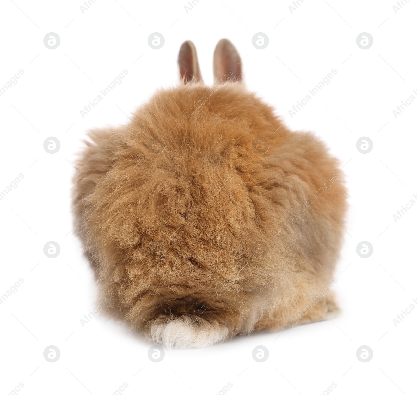 Photo of Cute fluffy pet rabbit isolated on white, back view