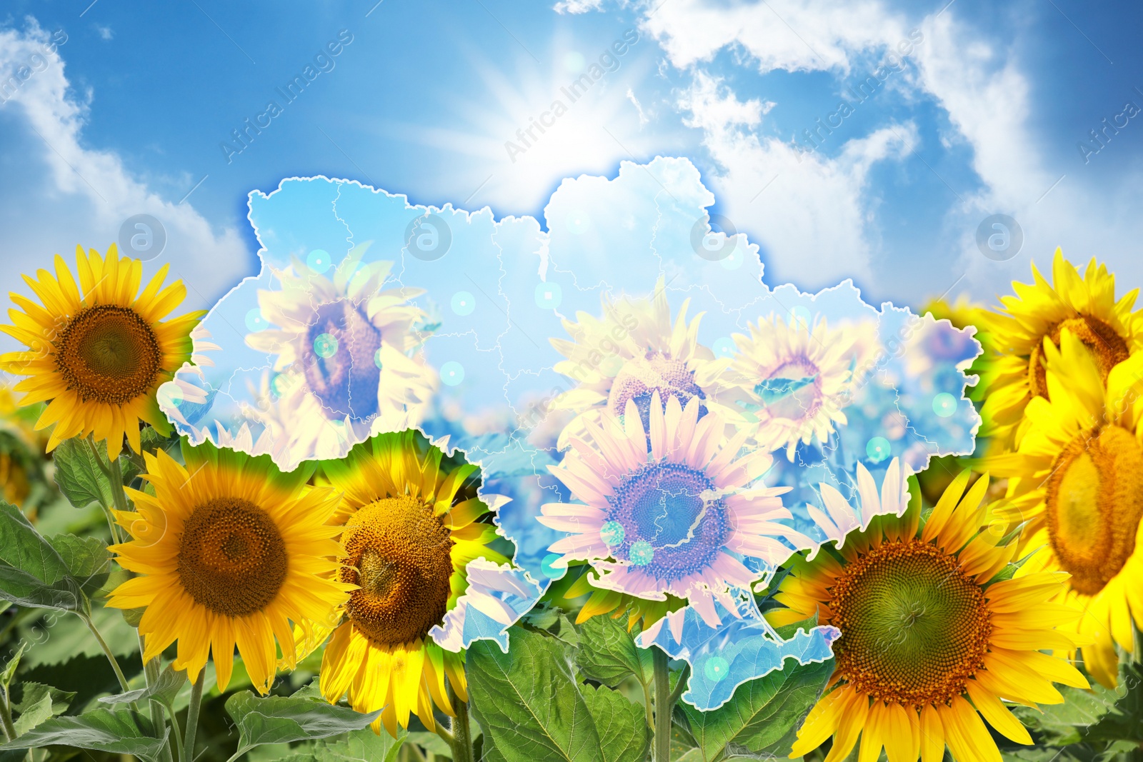Image of Outline of Ukraine and sunflower field under blue sky on background