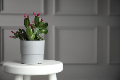 Photo of Beautiful Schlumbergera (Christmas or Thanksgiving cactus) in pot on white table against light wall. Space for text