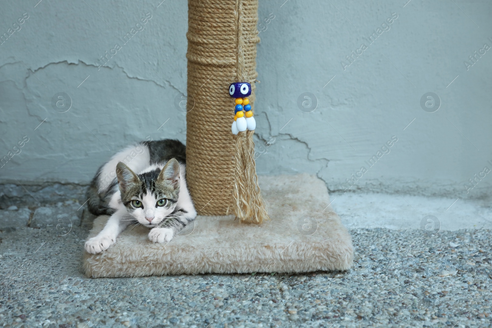 Photo of Cute little cat lying on scratching post outdoors